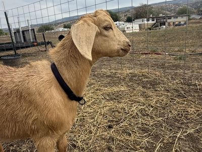 Mini Nubians buck