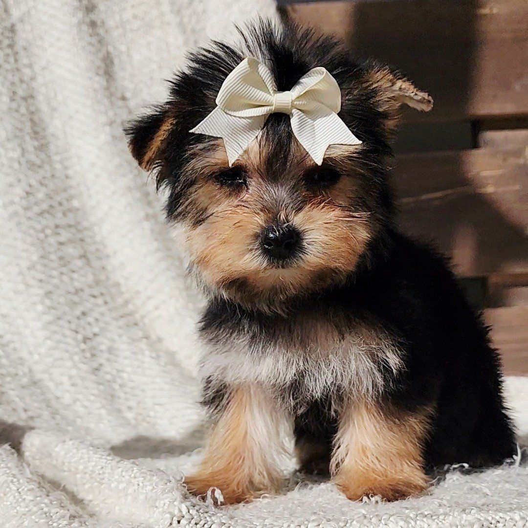 AKC Teacup Yorkie Girls