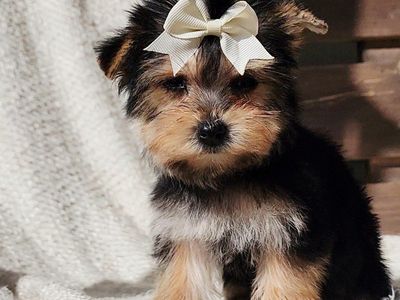 AKC Teacup Yorkie Girls