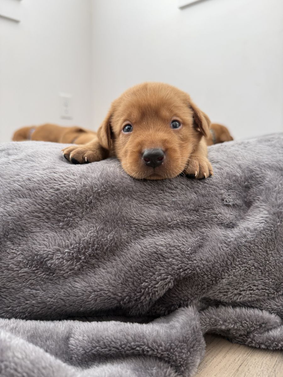 AKC Red Fox Lab/Labrador Puppies