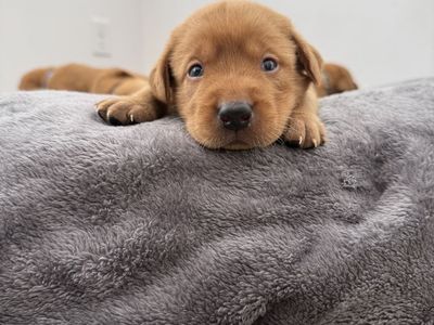 AKC Red Fox Lab/Labrador Puppies