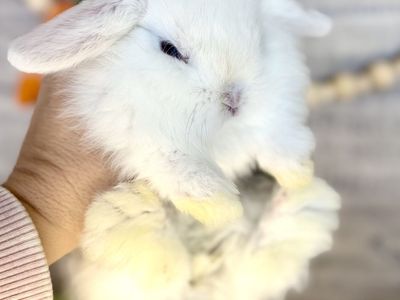 {Cosmo} Vm Magpie Holland lop Doe W Blue eyes