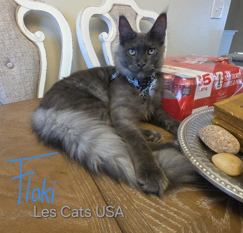 Maine Coon, Blue Smoke Male, Floki