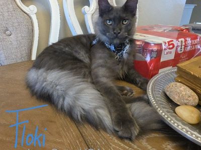 Maine Coon, Blue Smoke Male, Floki