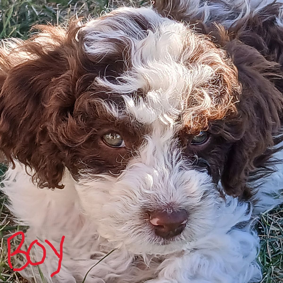 Cavapoo puppies! (Mini---Between 9 and 26lbs.)