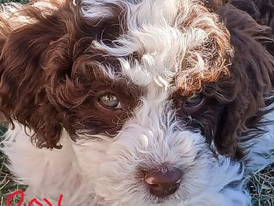 Cavapoo puppies! (Mini---Between 9 and 26lbs.)