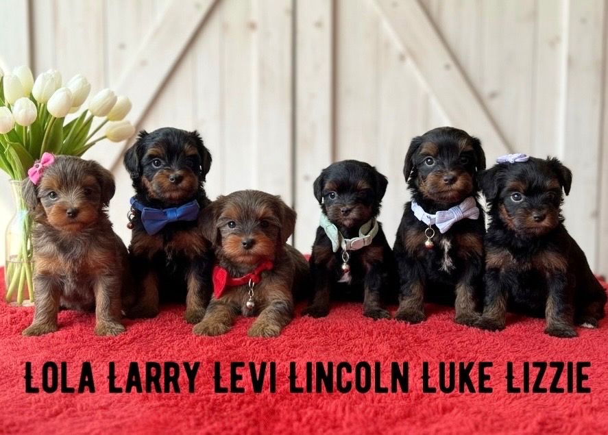 F1 YORKIEPOO PUPPIES (Prices Vary read below)