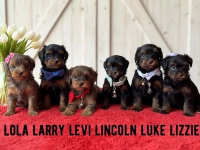 F1 YORKIEPOO PUPPIES (Prices Vary read below)