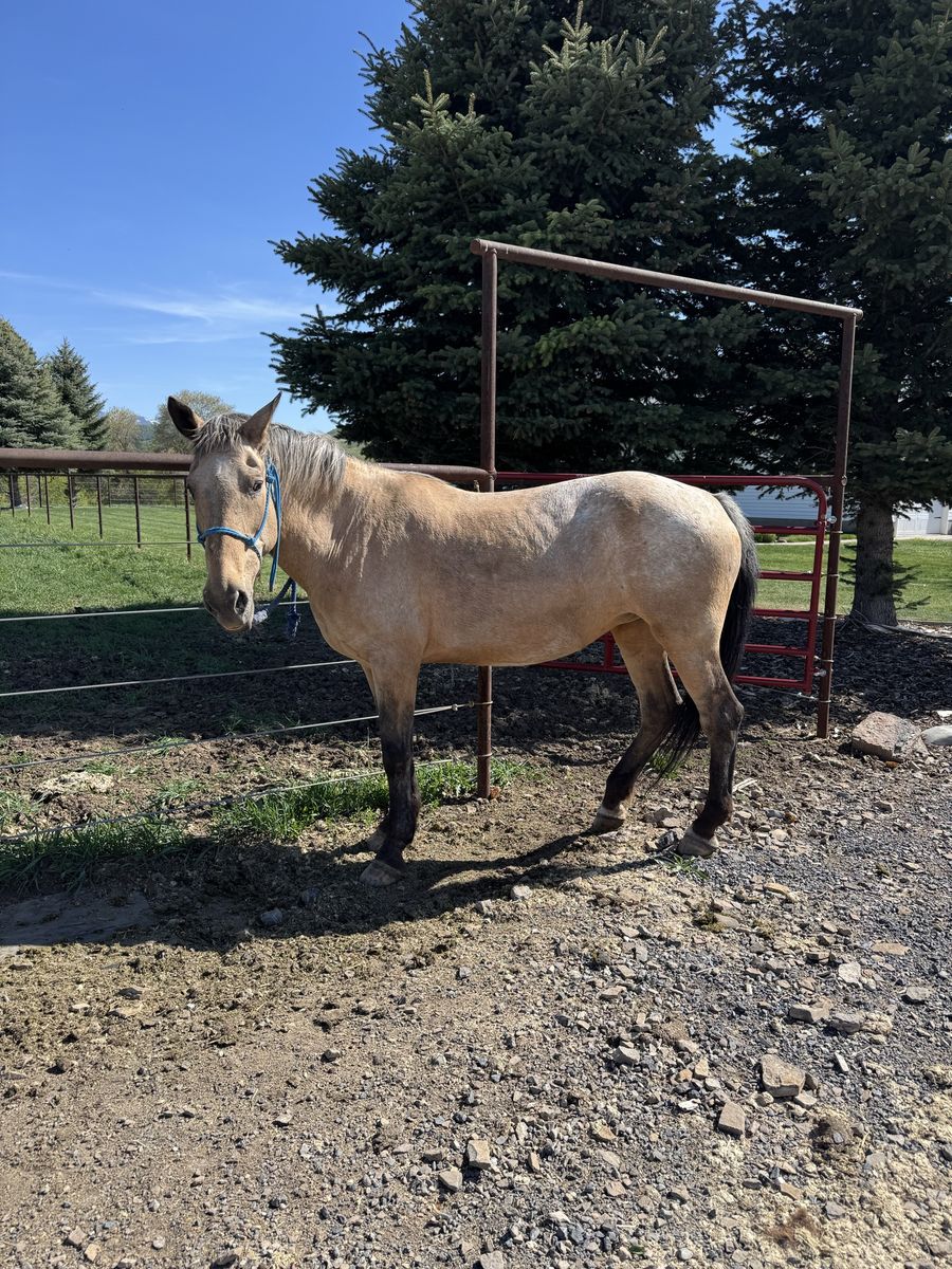 Kids trail horse