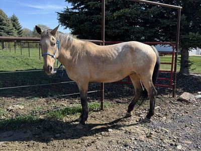 Kids trail horse