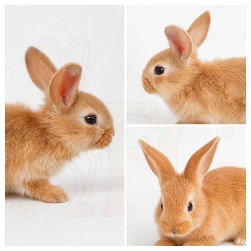 1 Doe Flemish Giant Rabbit