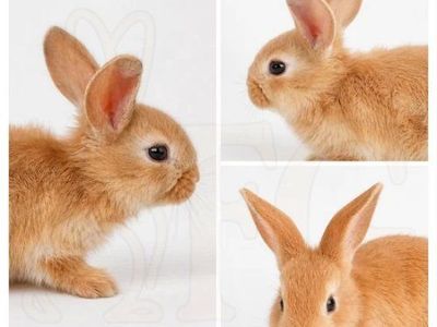 1 Doe Flemish Giant Rabbit