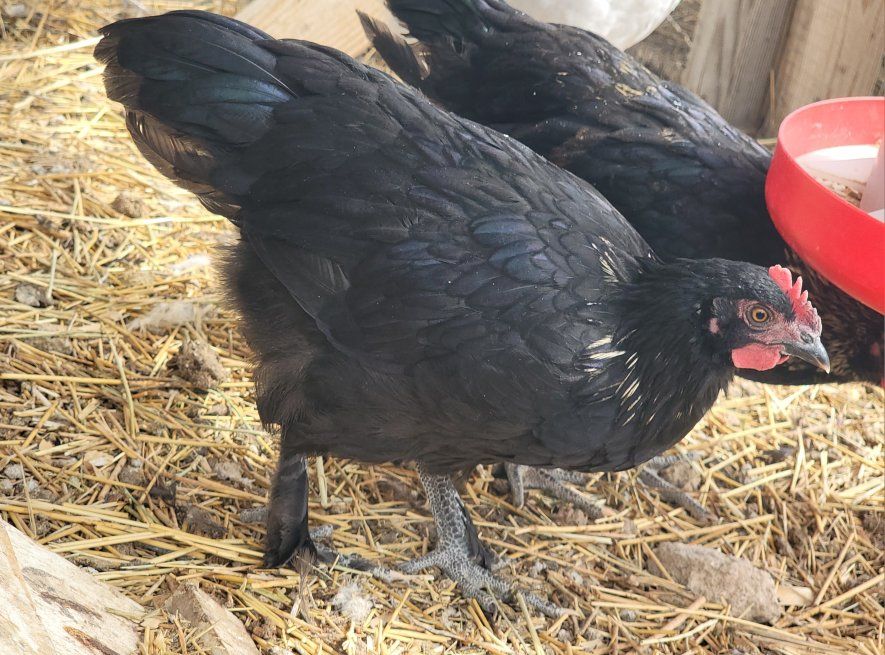 Easter Egger Cockerel/Young Rooster