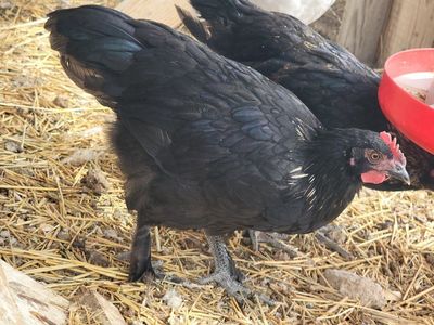 Easter Egger Cockerel/Young Rooster