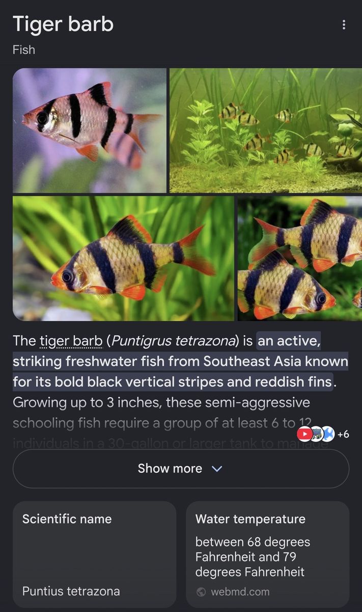 tiger barbs