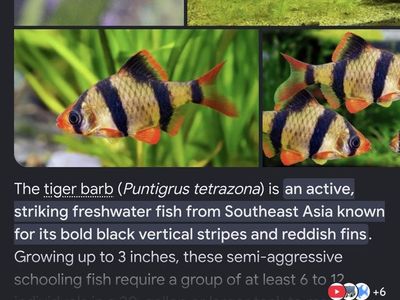 tiger barbs