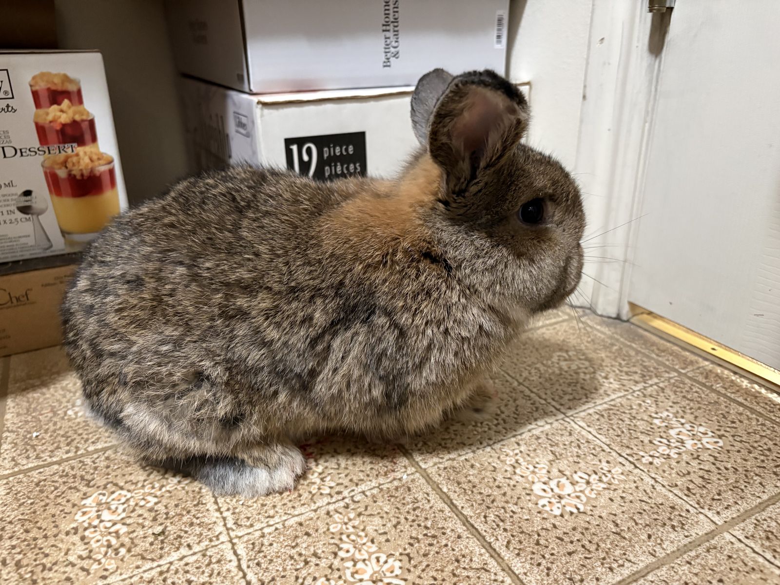 Female Holland Lop