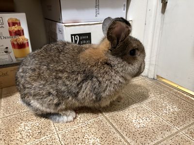 Female Holland Lop