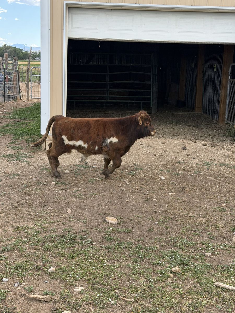 Mini Highpark Bull