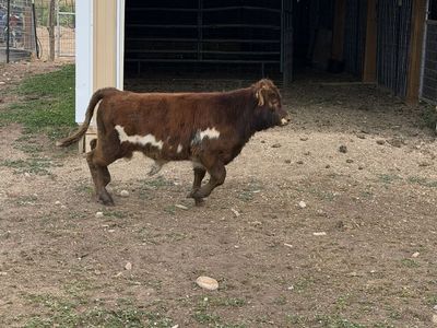Mini Highpark Bull