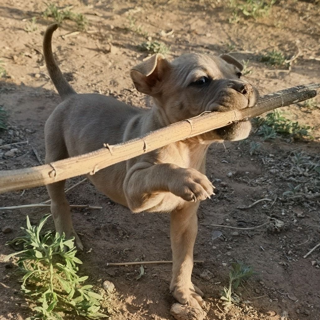 Hello my name is Sphinx