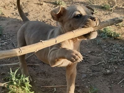 Hello my name is Sphinx