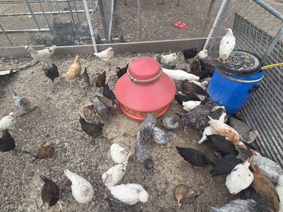 Young Chickens