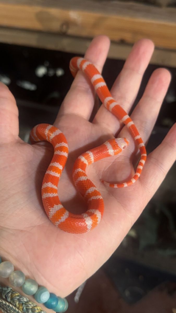 Milksnake
