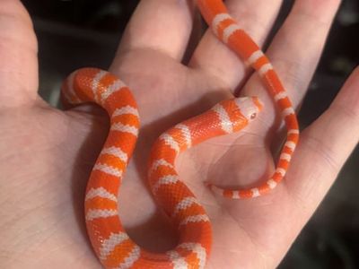 Milksnake