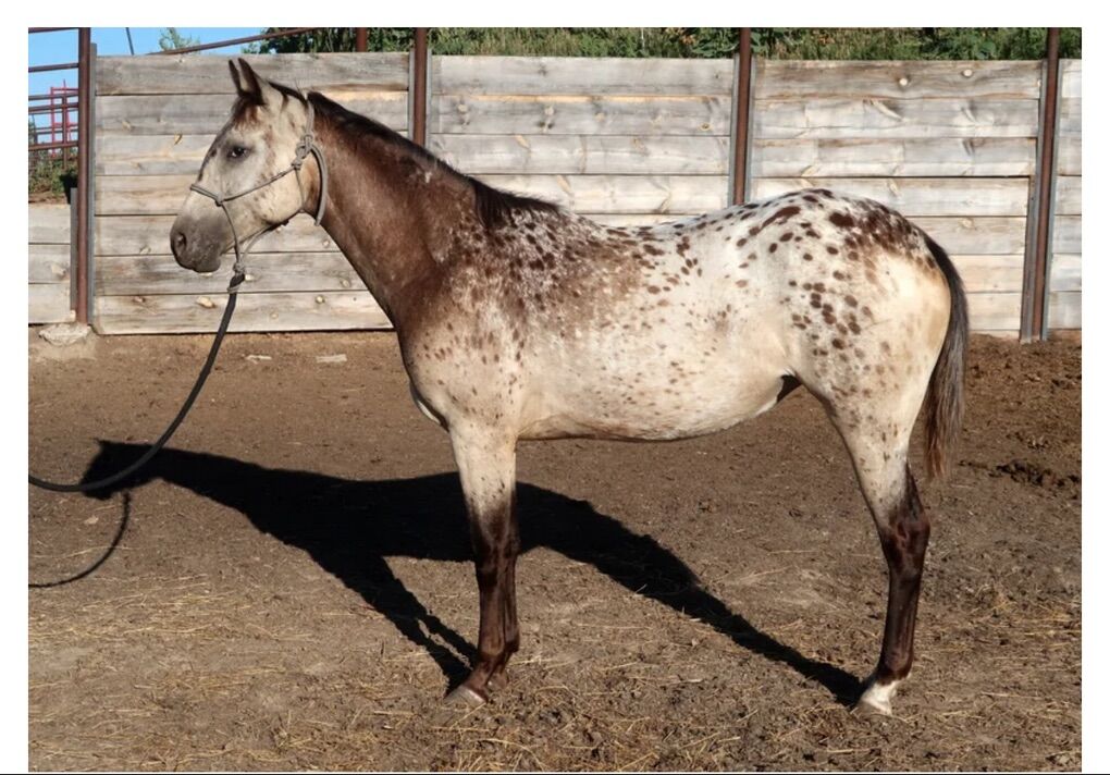 ERB SPOTTED ACRES Appaloosas