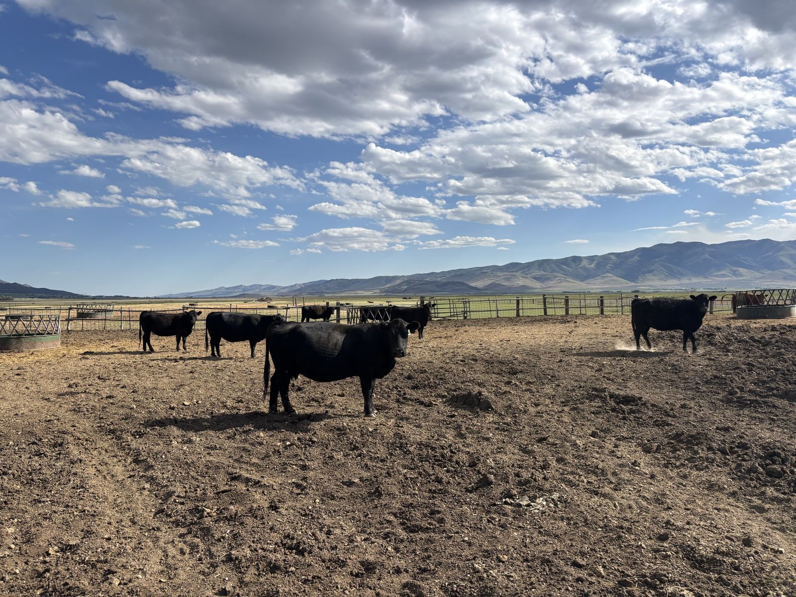 Bred Cows