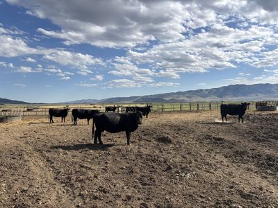Bred Cows