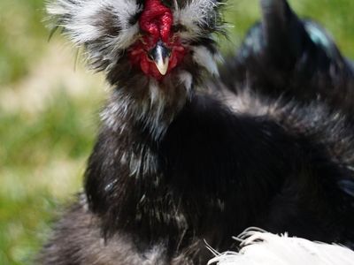FREE Black Mottled Silkie Showgirl Rooster