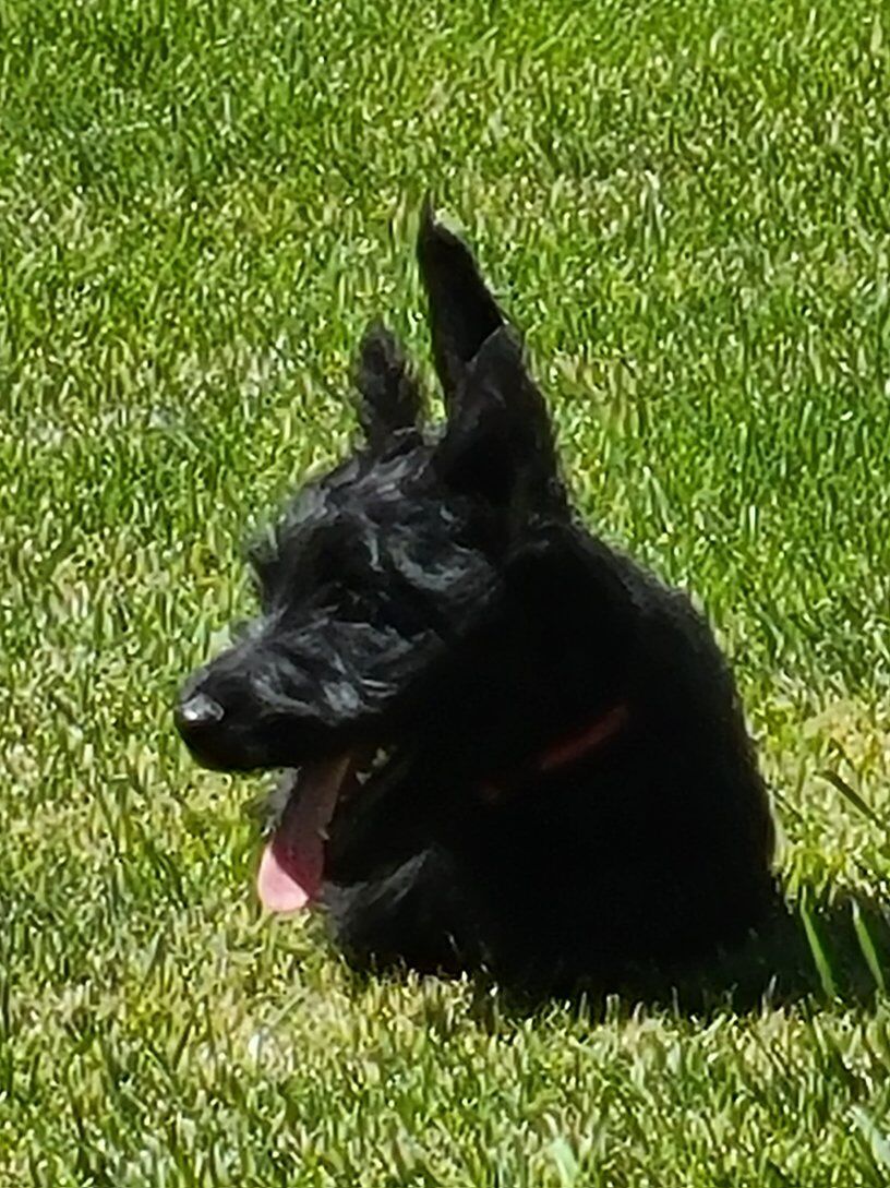 Scottish Terrier