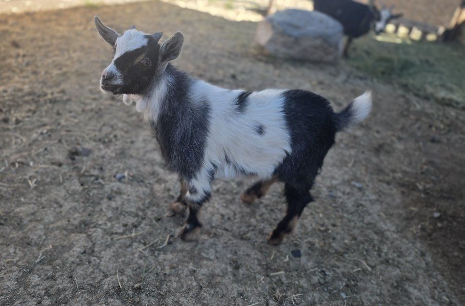 Tri-Colored Nigerian Dwarf Buckling