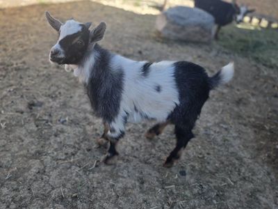 Tri-Colored Nigerian Dwarf Buckling