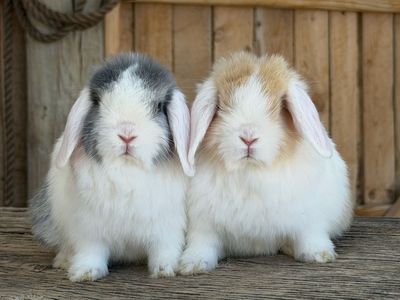 Super cute pedigreed holland lop bucks (free delivery to SLC)