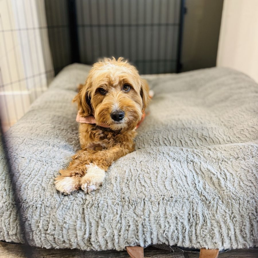 Goldendoodle (F1 Goldendoodle ,24lbs 4year old fe)