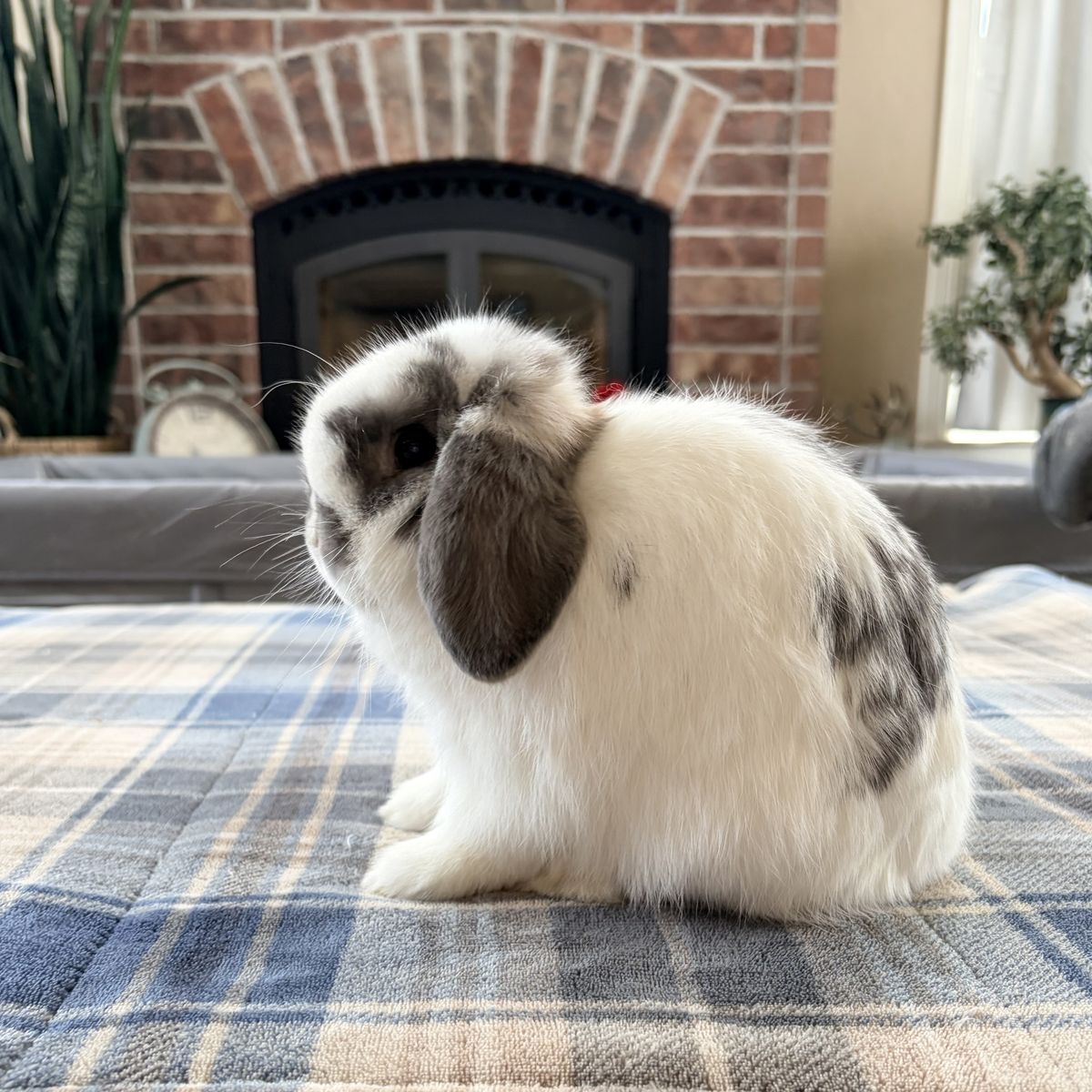 Holland Lop Bunny