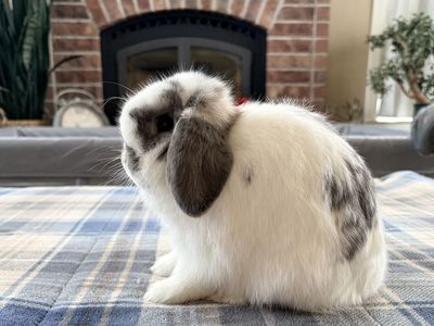 Holland Lop Bunny