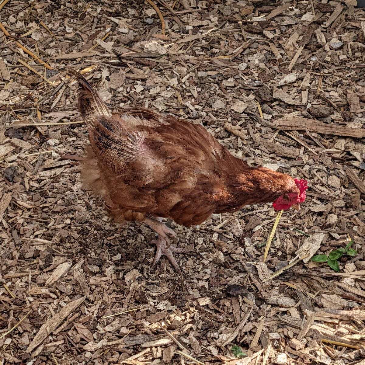 Non-GMO, non Soy CHICKEN