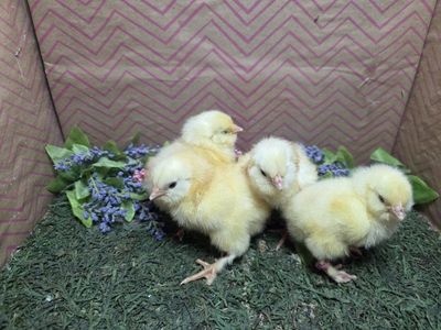 Salmon Favorelle Chicks