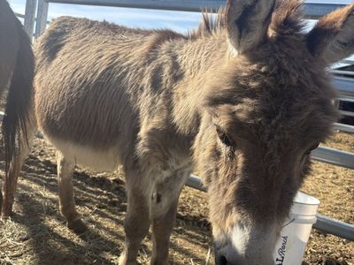Mini jack Donkey