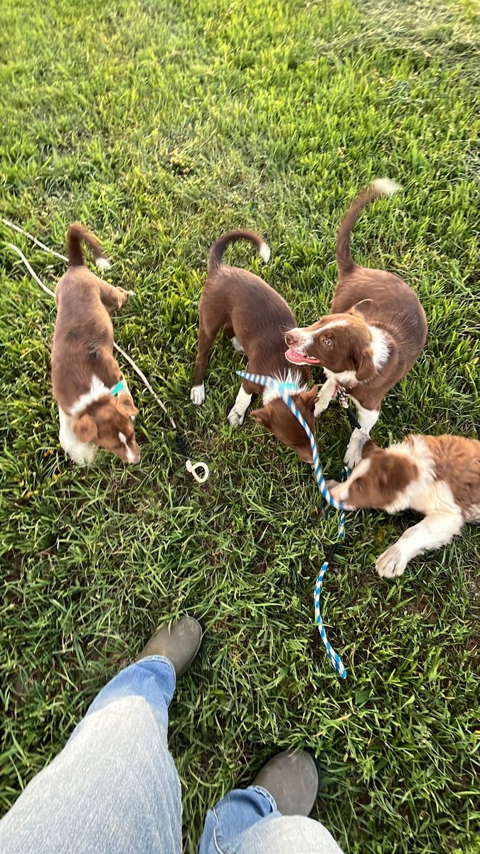 Border collie pups
