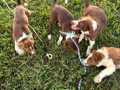 Border collie pups