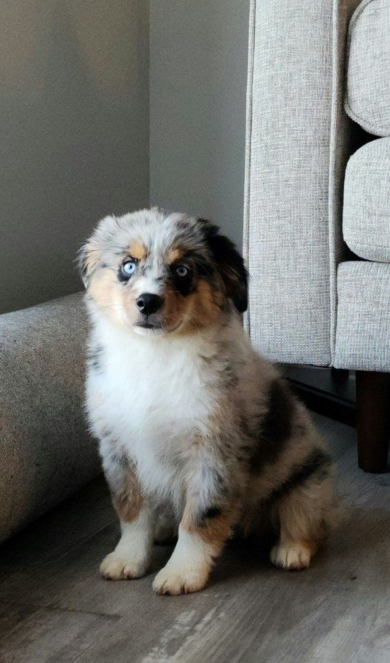 Loving Dog Needs a New Home