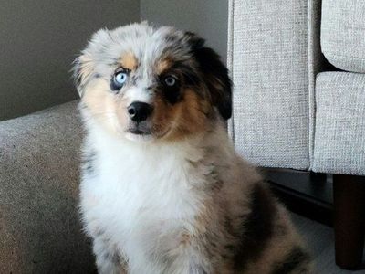 Loving Dog Needs a New Home