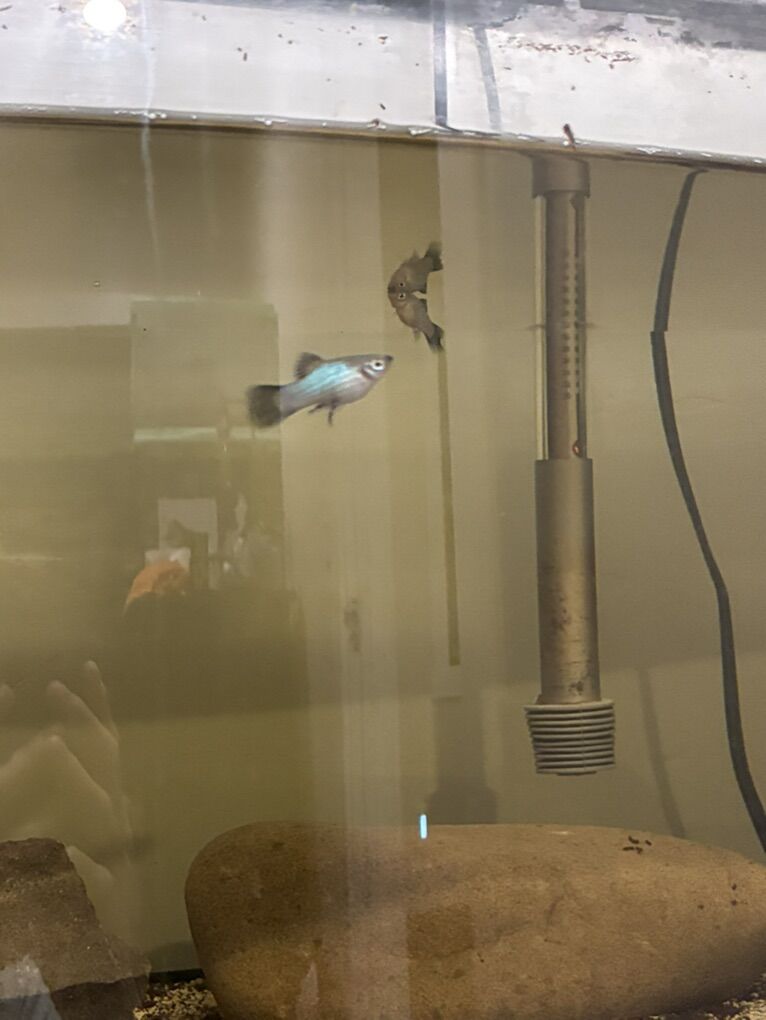 Fish For Sale Or Trade