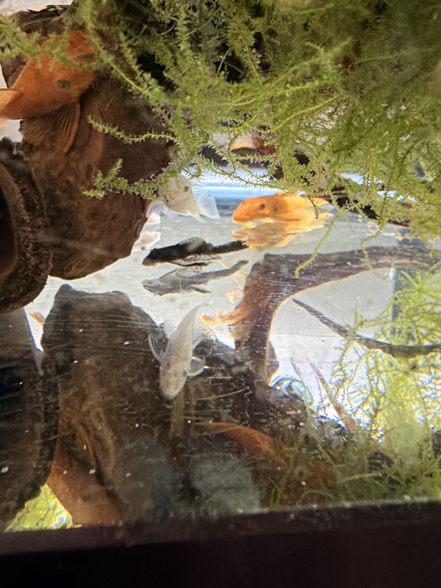 Live Bristlenose Pleco Fish - Super Red, Snow Whites, and common bristlenose short and long fins.  Freshwater Aquarium Fish