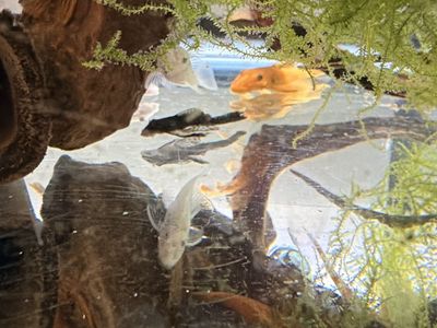 Live Bristlenose Pleco Fish - Super Red, Snow Whites, and common bristlenose short and long fins. Freshwater Aquarium Fish